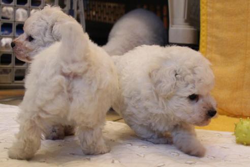 成約済の愛知県のトイプードル-55450の13枚目