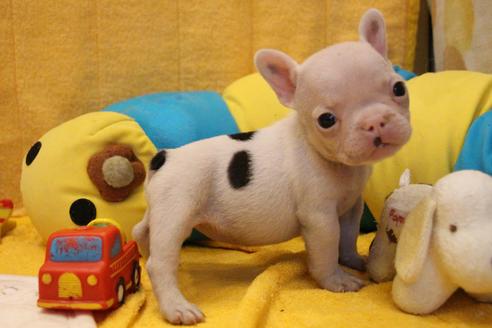 成約済の愛知県のフレンチブルドッグ-54846の18枚目