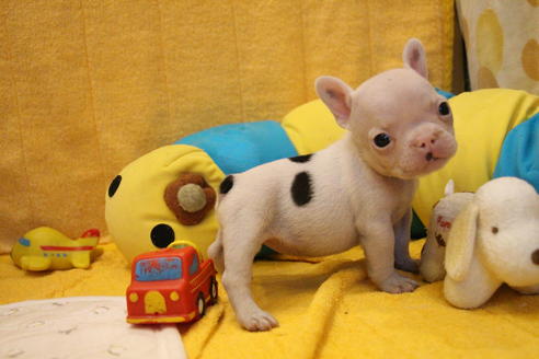 成約済の愛知県のフレンチブルドッグ-54846の17枚目