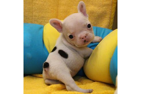 成約済の愛知県のフレンチブルドッグ-54846の15枚目
