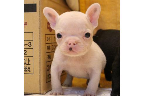 成約済の愛知県のフレンチブルドッグ-54846の14枚目