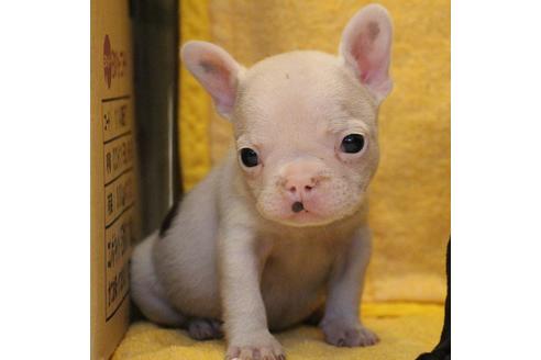 成約済の愛知県のフレンチブルドッグ-54846の13枚目