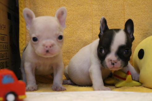 成約済の愛知県のフレンチブルドッグ-54846の12枚目