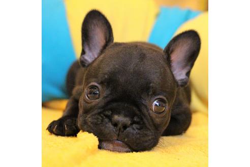 成約済の愛知県のフレンチブルドッグ-54847の16枚目