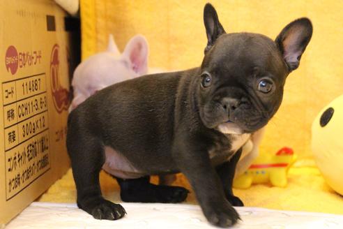 成約済の愛知県のフレンチブルドッグ-54847の15枚目