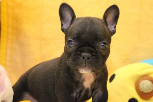 成約済の愛知県のフレンチブルドッグ-54847の14枚目