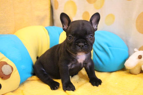 成約済の愛知県のフレンチブルドッグ-54847の13枚目