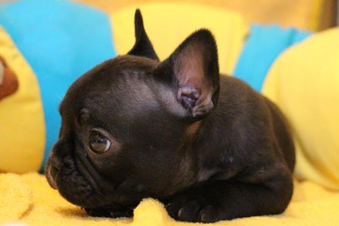 成約済の愛知県のフレンチブルドッグ-54847の12枚目