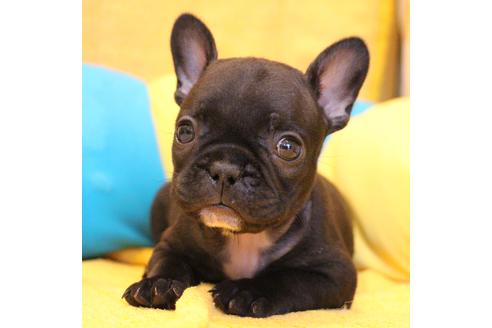 成約済の愛知県のフレンチブルドッグ-54847の11枚目
