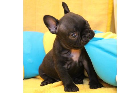 成約済の愛知県のフレンチブルドッグ-54847の10枚目