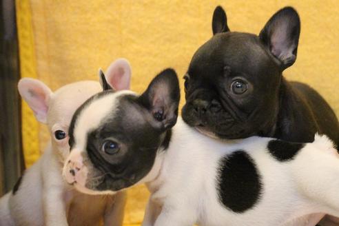 成約済の愛知県のフレンチブルドッグ-54847の9枚目