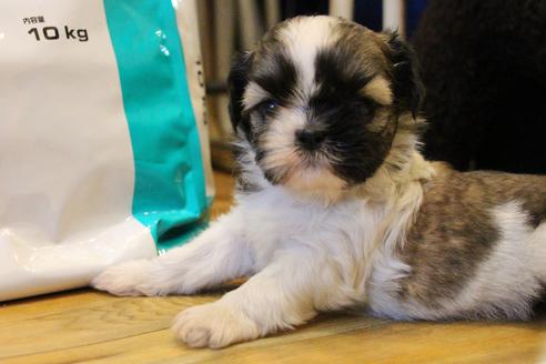 成約済の愛知県のシーズー-55525の21枚目