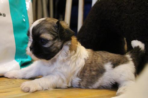 成約済の愛知県のシーズー-55525の20枚目