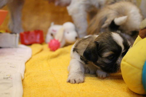 成約済の愛知県のシーズー-55525の19枚目