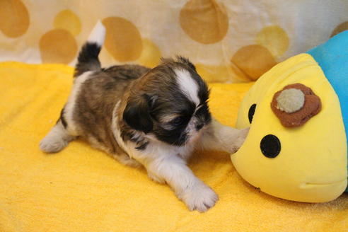 成約済の愛知県のシーズー-55525の18枚目