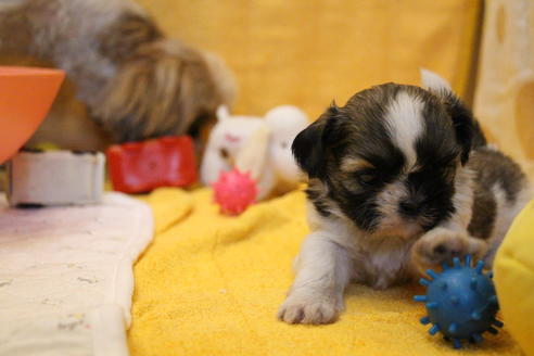 成約済の愛知県のシーズー-55525の17枚目