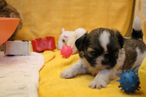 成約済の愛知県のシーズー-55525の16枚目