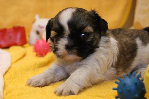 成約済の愛知県のシーズー-55525の15枚目