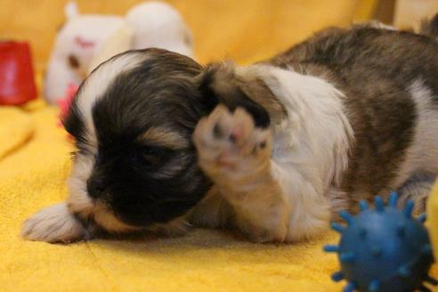 成約済の愛知県のシーズー-55525の14枚目