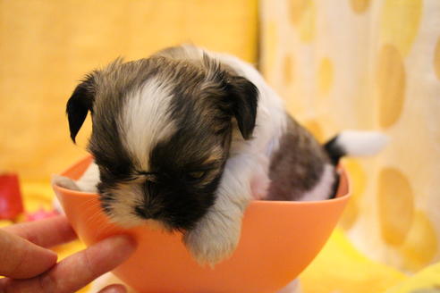 成約済の愛知県のシーズー-55525の13枚目