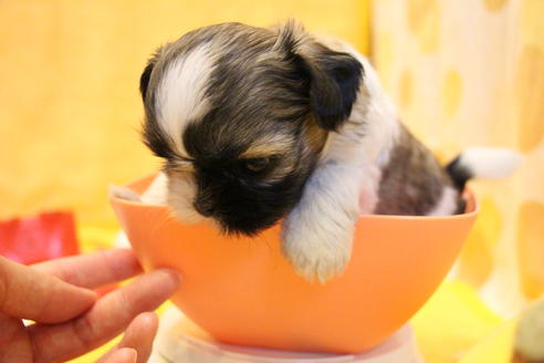 成約済の愛知県のシーズー-55525の12枚目