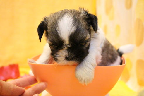 成約済の愛知県のシーズー-55525の11枚目