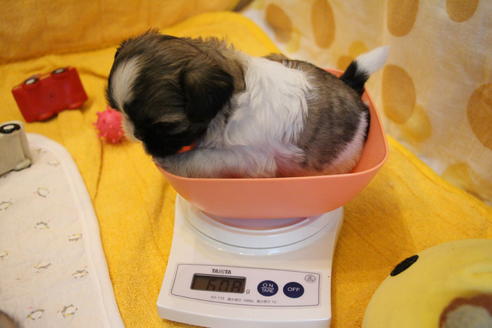 成約済の愛知県のシーズー-55525の10枚目