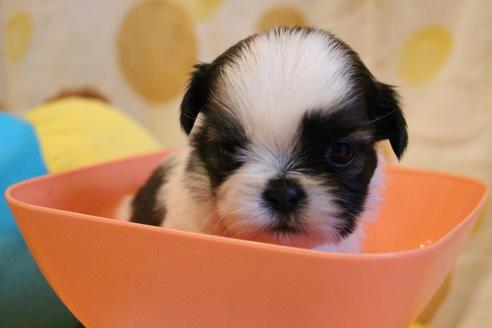 成約済の愛知県のシーズー-55576の14枚目