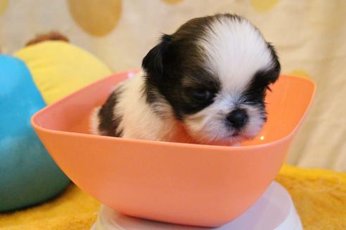 成約済の愛知県のシーズー-55576の13枚目