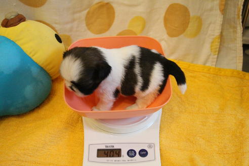 成約済の愛知県のシーズー-55576の12枚目