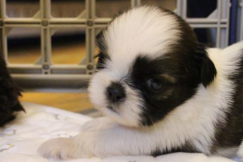 成約済の愛知県のシーズー-55576の11枚目