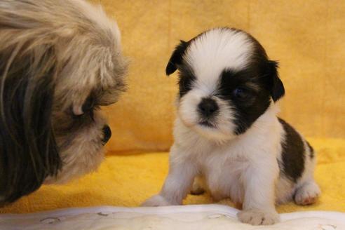 成約済の愛知県のシーズー-55576の10枚目