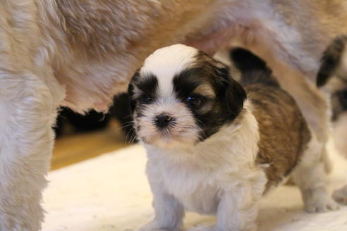 成約済の愛知県のシーズー-55522の17枚目