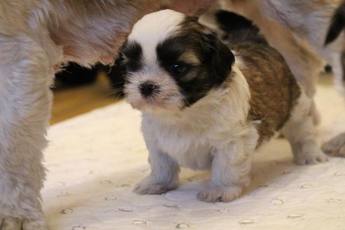 成約済の愛知県のシーズー-55522の16枚目