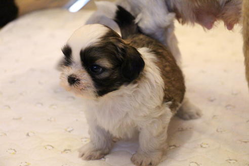 成約済の愛知県のシーズー-55522の15枚目