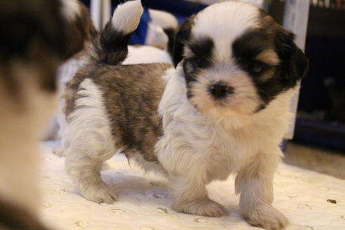 成約済の愛知県のシーズー-55522の14枚目