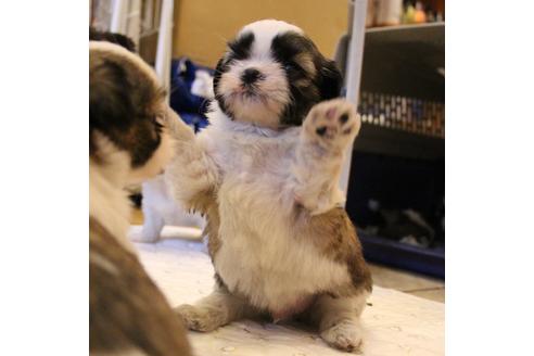 成約済の愛知県のシーズー-55522の13枚目