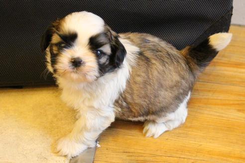 成約済の愛知県のシーズー-55522の12枚目