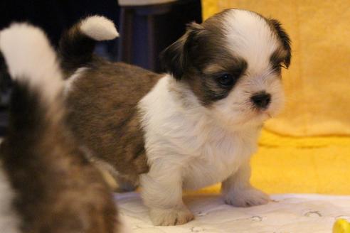 成約済の愛知県のシーズー-55523の15枚目