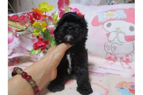 成約済の鹿児島県のミックス犬-56649の2枚目