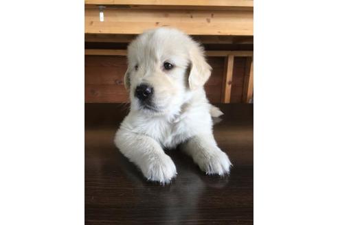 成約済の静岡県のゴールデンレトリーバー-56650の2枚目