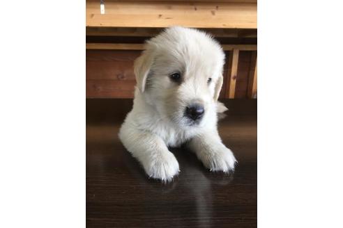 成約済の静岡県のゴールデンレトリーバー-56650の1枚目