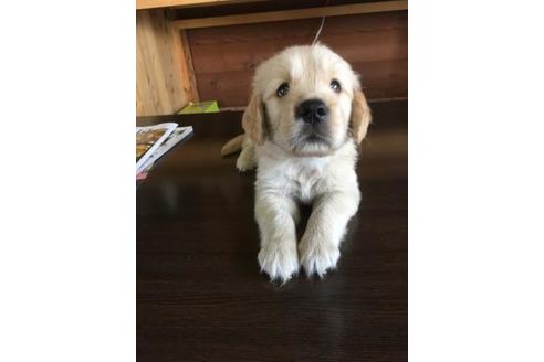 成約済の静岡県のゴールデンレトリーバー-56651の2枚目