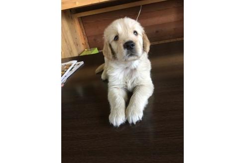 成約済の静岡県のゴールデンレトリーバー-56651の1枚目