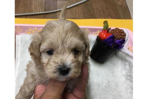 成約済の静岡県のミックス犬-56652の2枚目