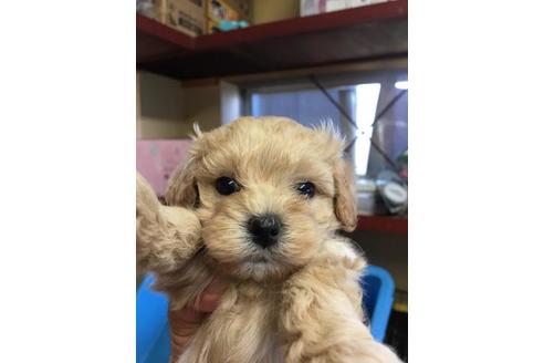 成約済の静岡県のミックス犬-56652の1枚目