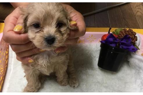 成約済の静岡県のミックス犬-56653の2枚目