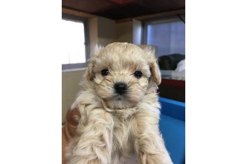 成約済の静岡県のミックス犬-56653の1枚目