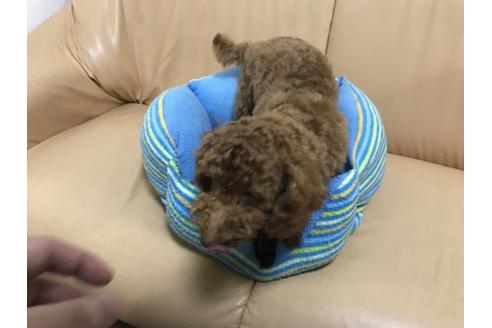 成約済の栃木県のトイプードル-50781の2枚目