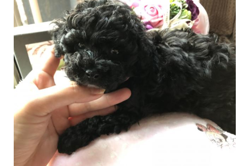 成約済の愛媛県のトイプードル-56667の1枚目